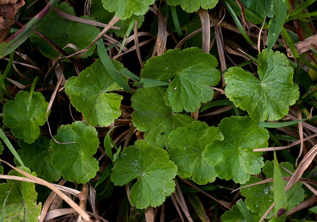 Hydrocotyle mannii