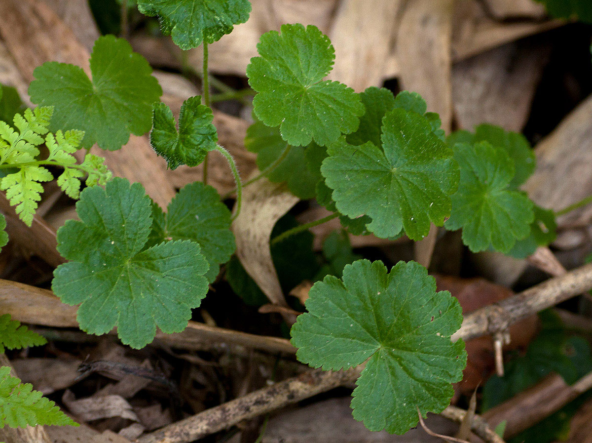 Hydrocotyle mannii