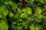 Hydrocotyle mannii