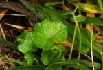 Hydrocotyle mannii