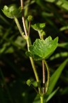 Hydrocotyle mannii