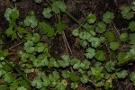 Hydrocotyle sibthorpioides