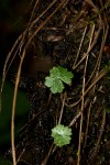 Hydrocotyle sibthorpioides