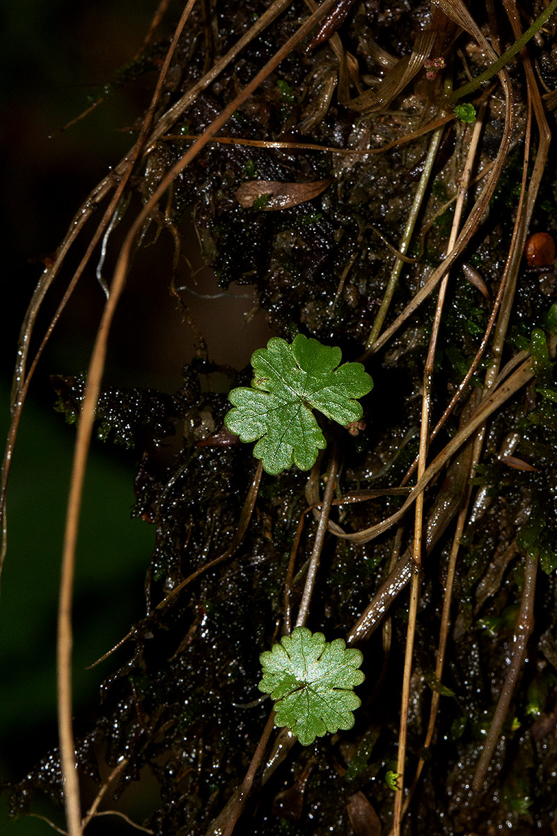Hydrocotyle sibthorpioides