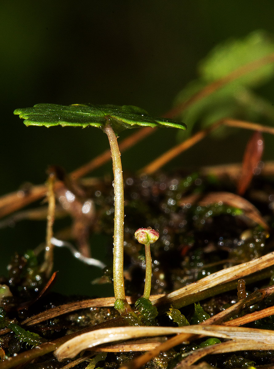 Hydrocotyle sibthorpioides Hydrocotyle sibthorpioides