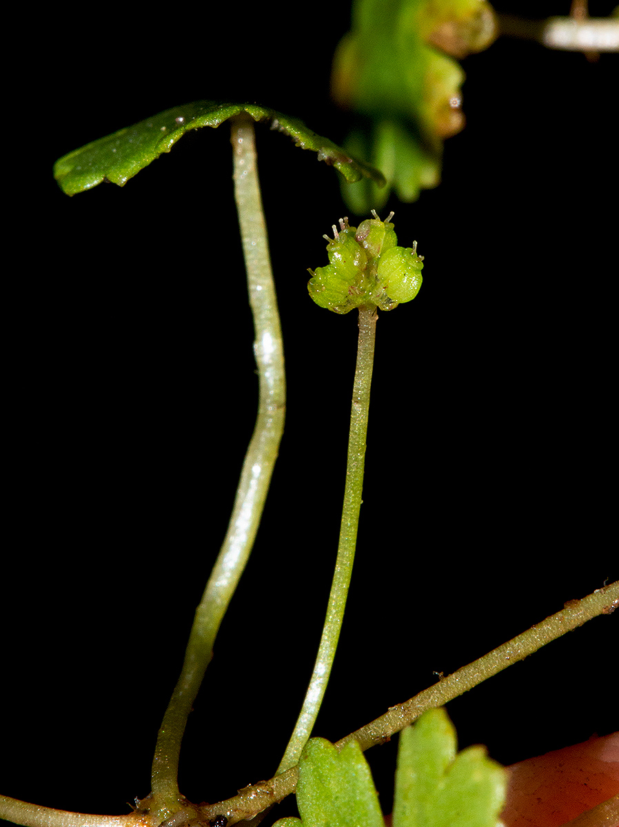 Hydrocotyle sibthorpioides