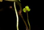 Hydrocotyle sibthorpioides