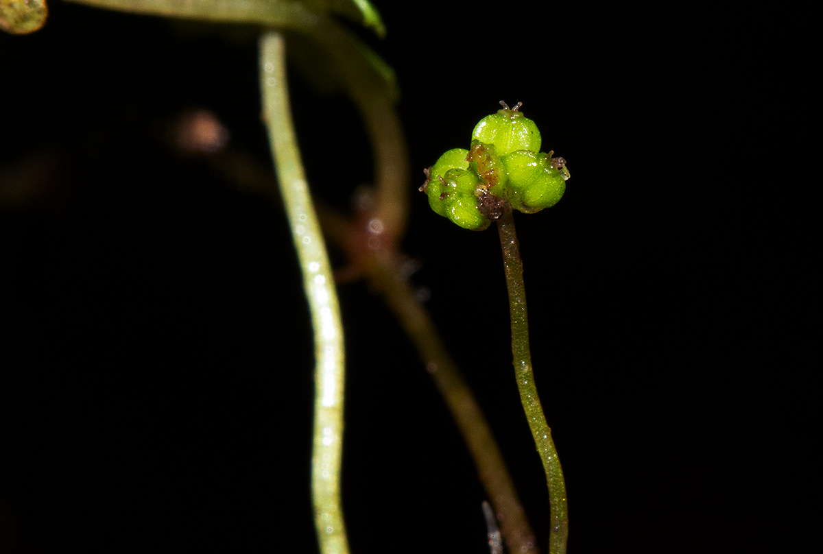 Hydrocotyle sibthorpioides