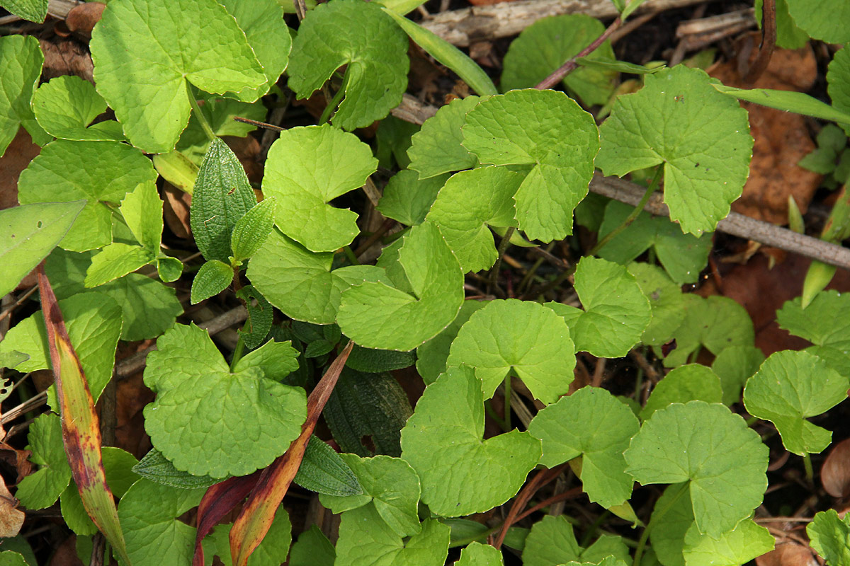 Centella asiatica Centella asiatica