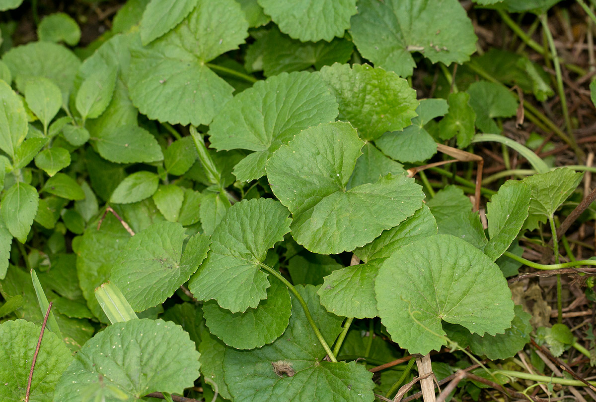 Centella asiatica Centella asiatica