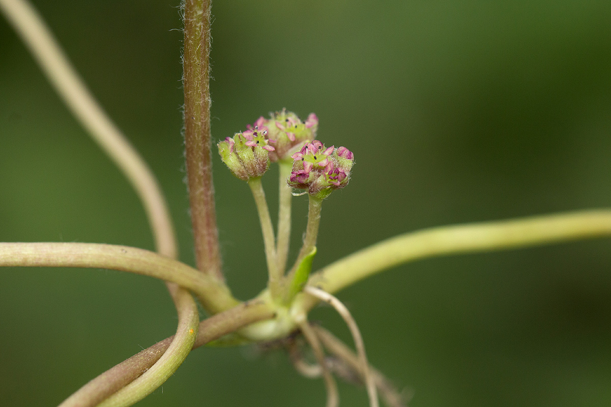 Centella asiatica Centella asiatica
