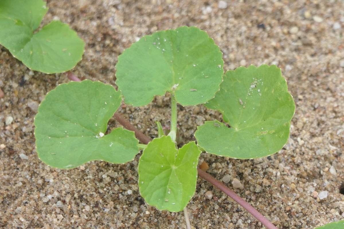 Centella asiatica Centella asiatica