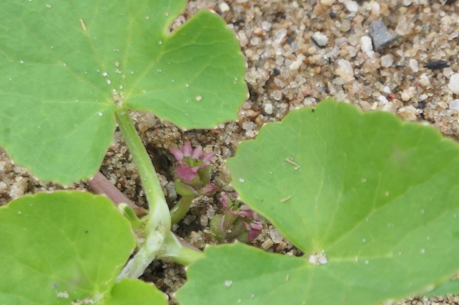 Centella asiatica Centella asiatica