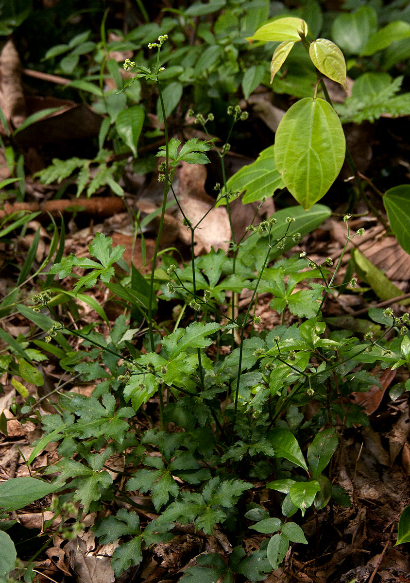 Sanicula elata Sanicula elata