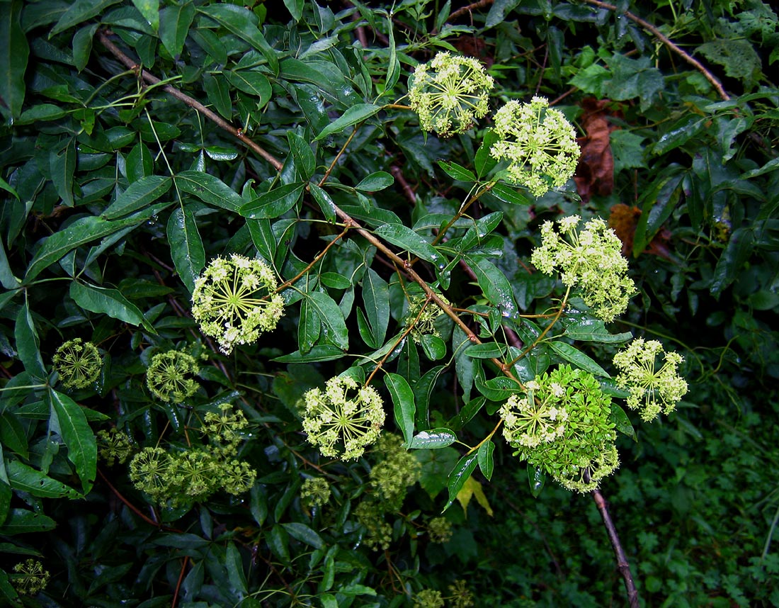 Heteromorpha arborescens var. abyssinica Heteromorpha arborescens var. abyssinica
