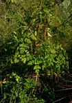 Afroligusticum linderi