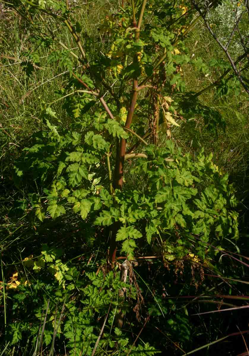 Afroligusticum linderi Afroligusticum linderi