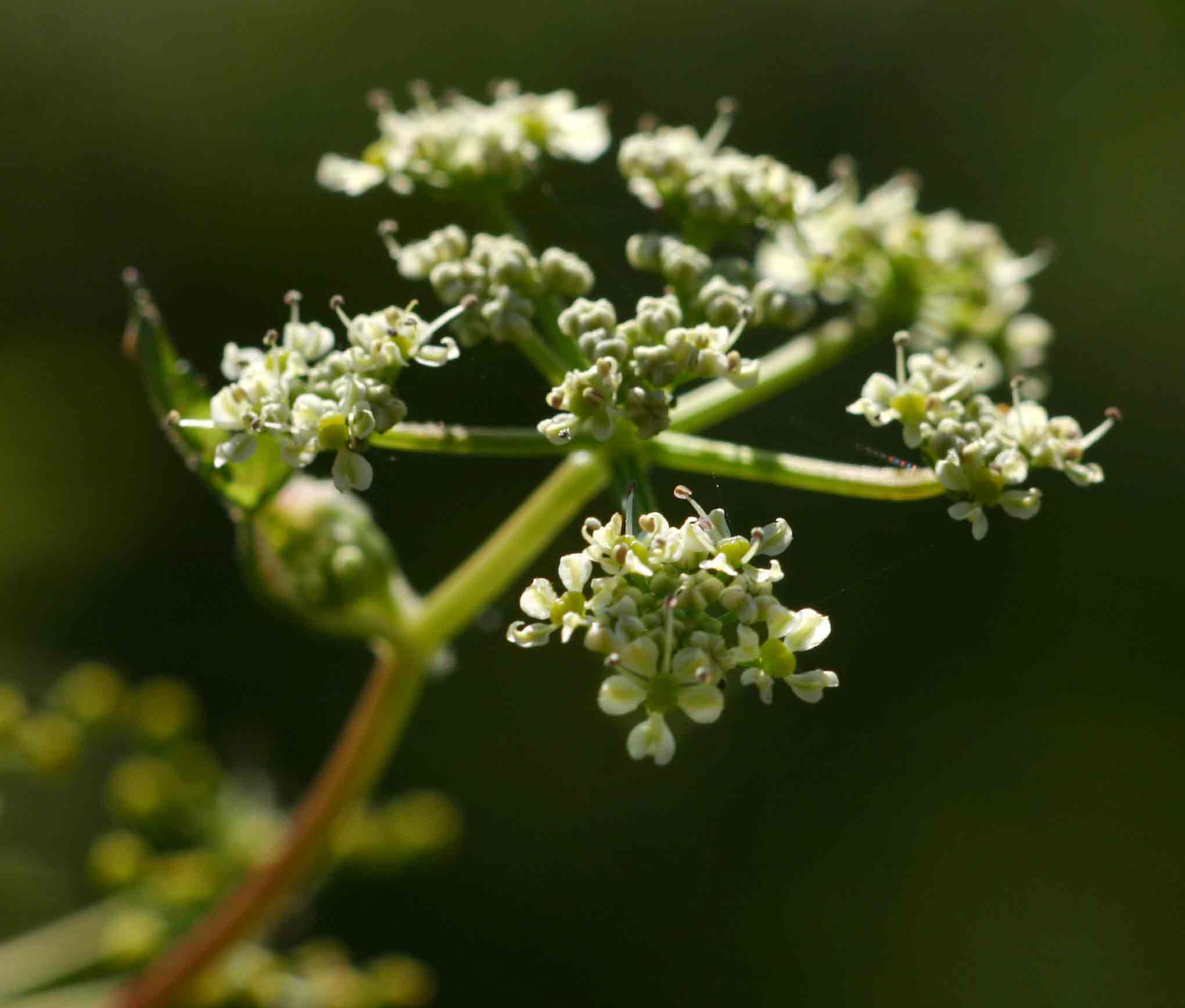 Afroligusticum linderi Afroligusticum linderi