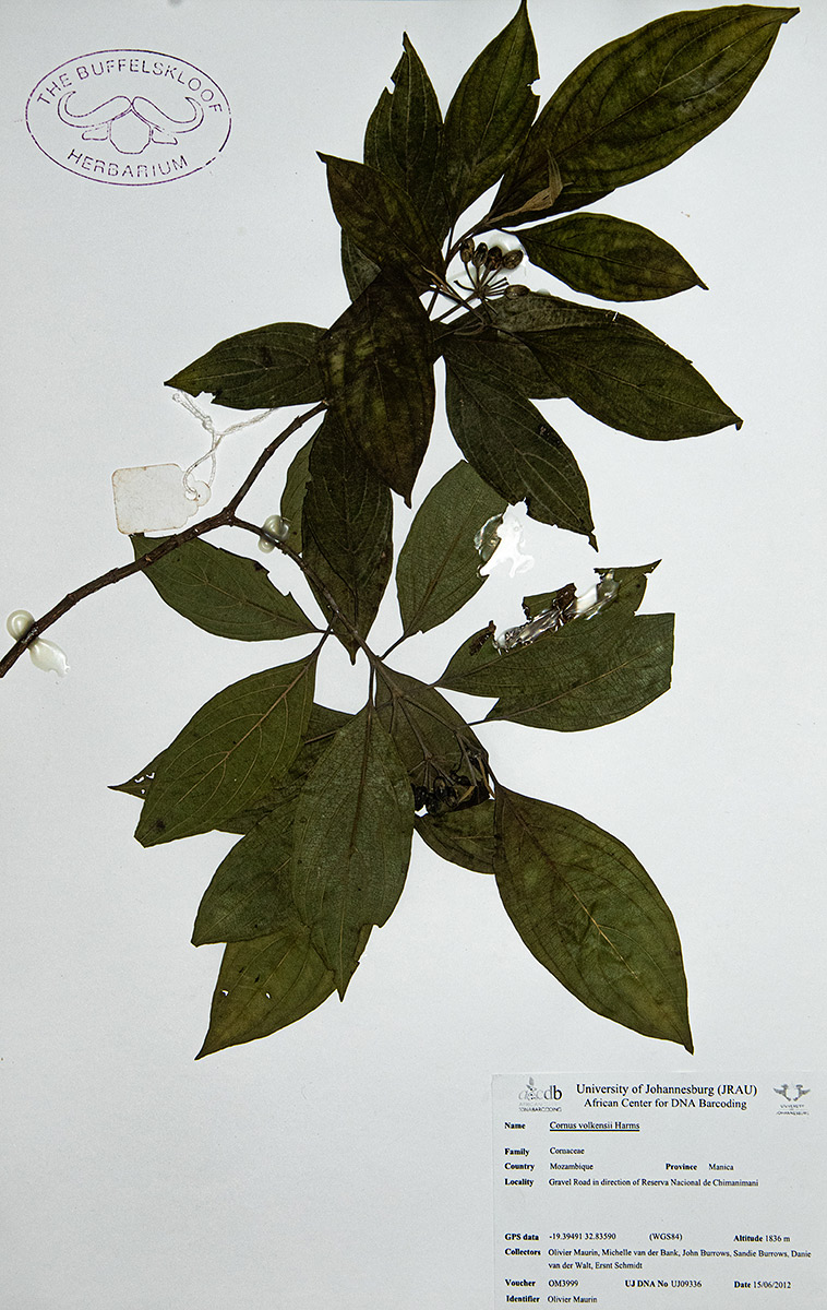 Cornus volkensii Cornus volkensii