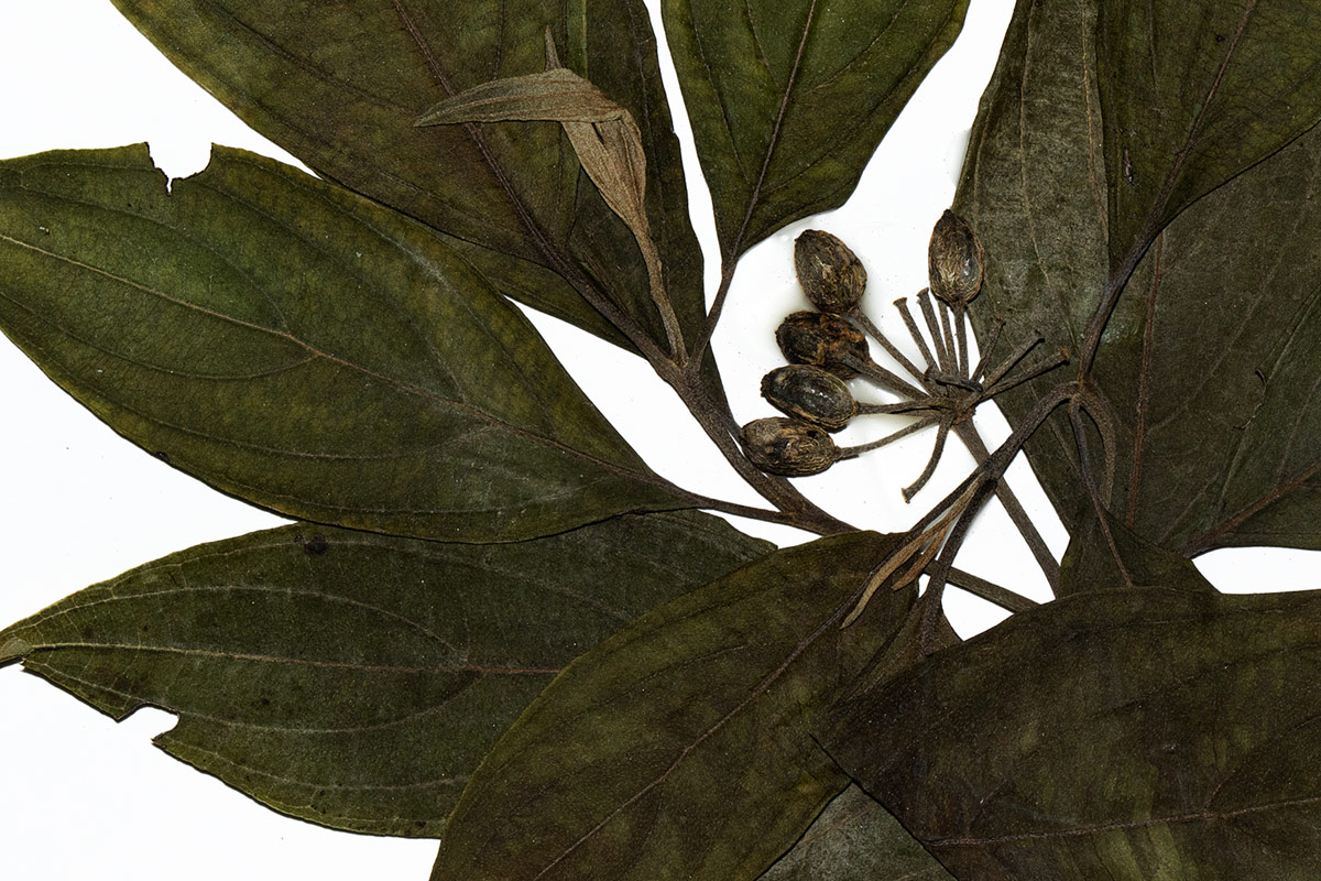 Cornus volkensii Cornus volkensii