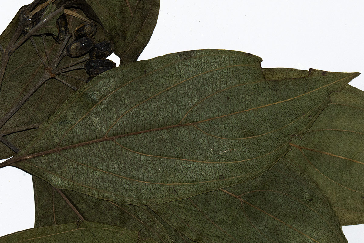 Cornus volkensii Cornus volkensii