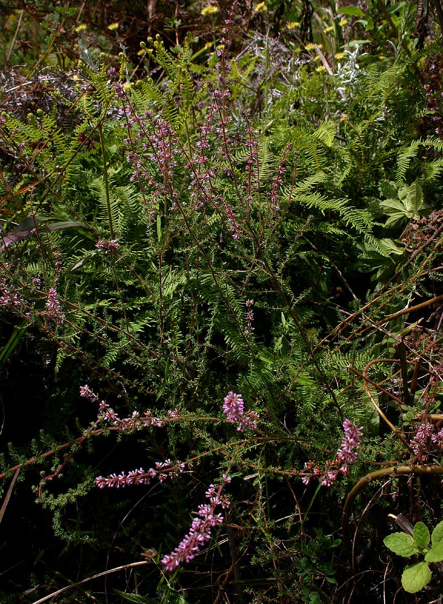 Erica silvatica