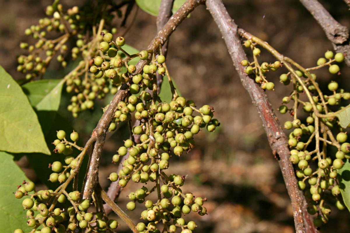 Maesa lanceolata subsp. lanceolata