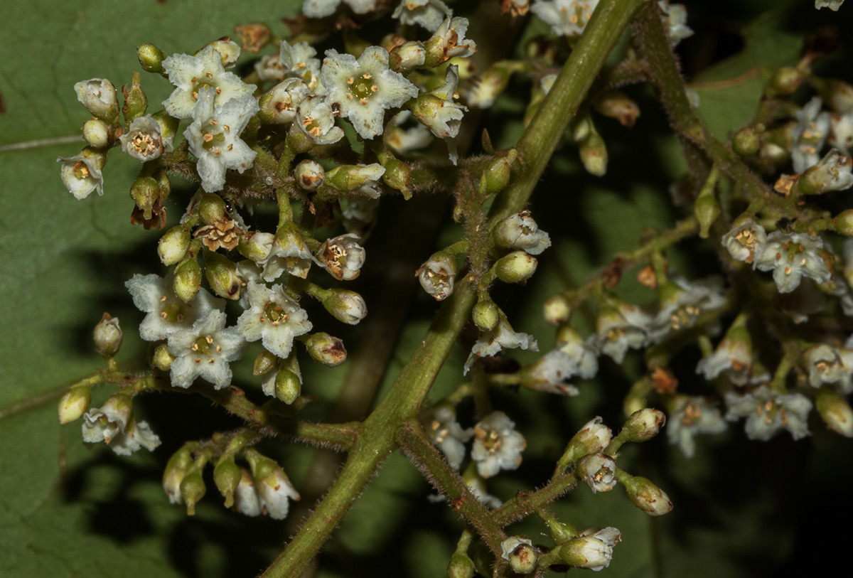 Maesa lanceolata subsp. lanceolata Maesa lanceolata subsp. lanceolata