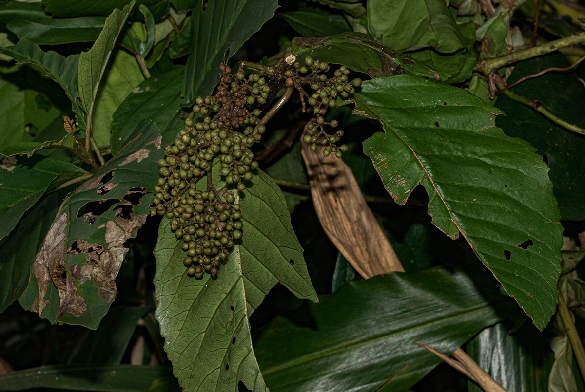 Maesa lanceolata subsp. lanceolata