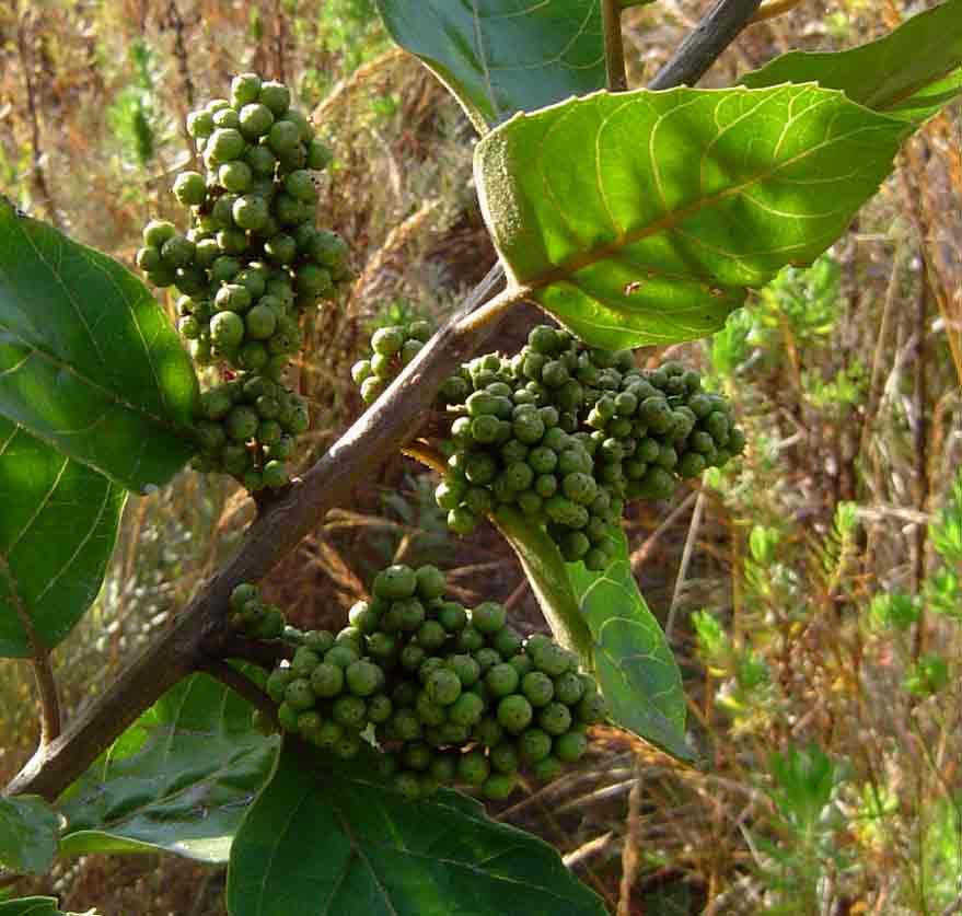 Maesa lanceolata subsp. lanceolata Maesa lanceolata subsp. lanceolata