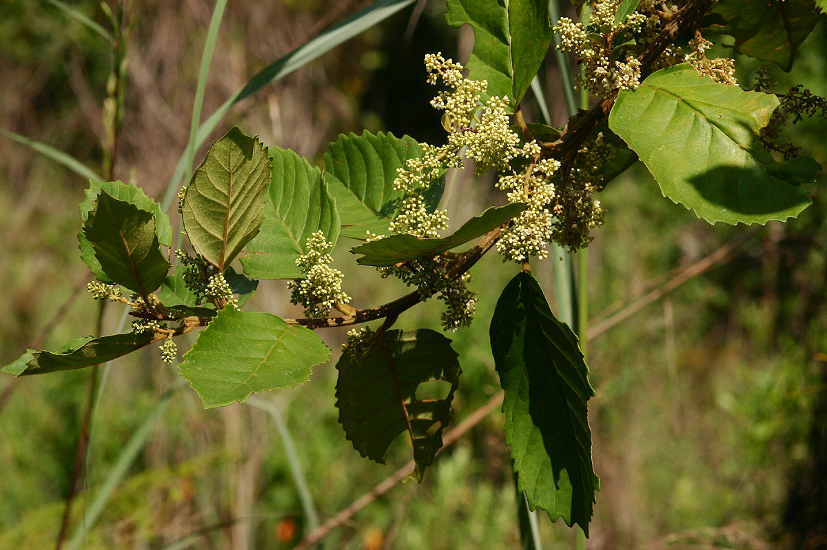Maesa lanceolata subsp. lanceolata Maesa lanceolata subsp. lanceolata