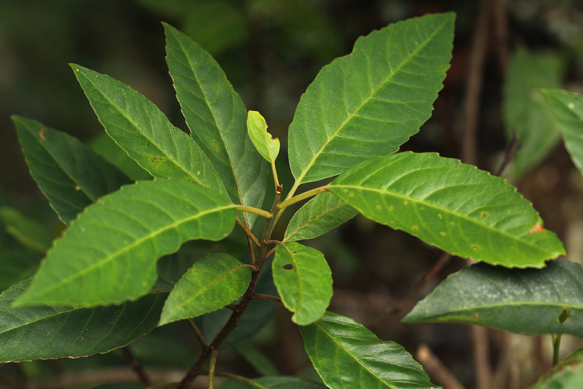 Maesa lanceolata subsp. lanceolata Maesa lanceolata subsp. lanceolata