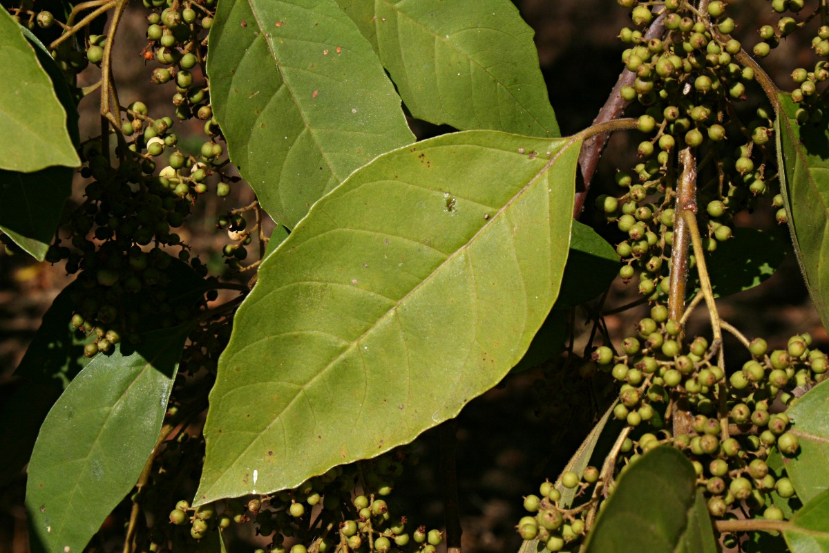Maesa lanceolata subsp. lanceolata Maesa lanceolata subsp. lanceolata