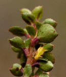 Myrsine africana