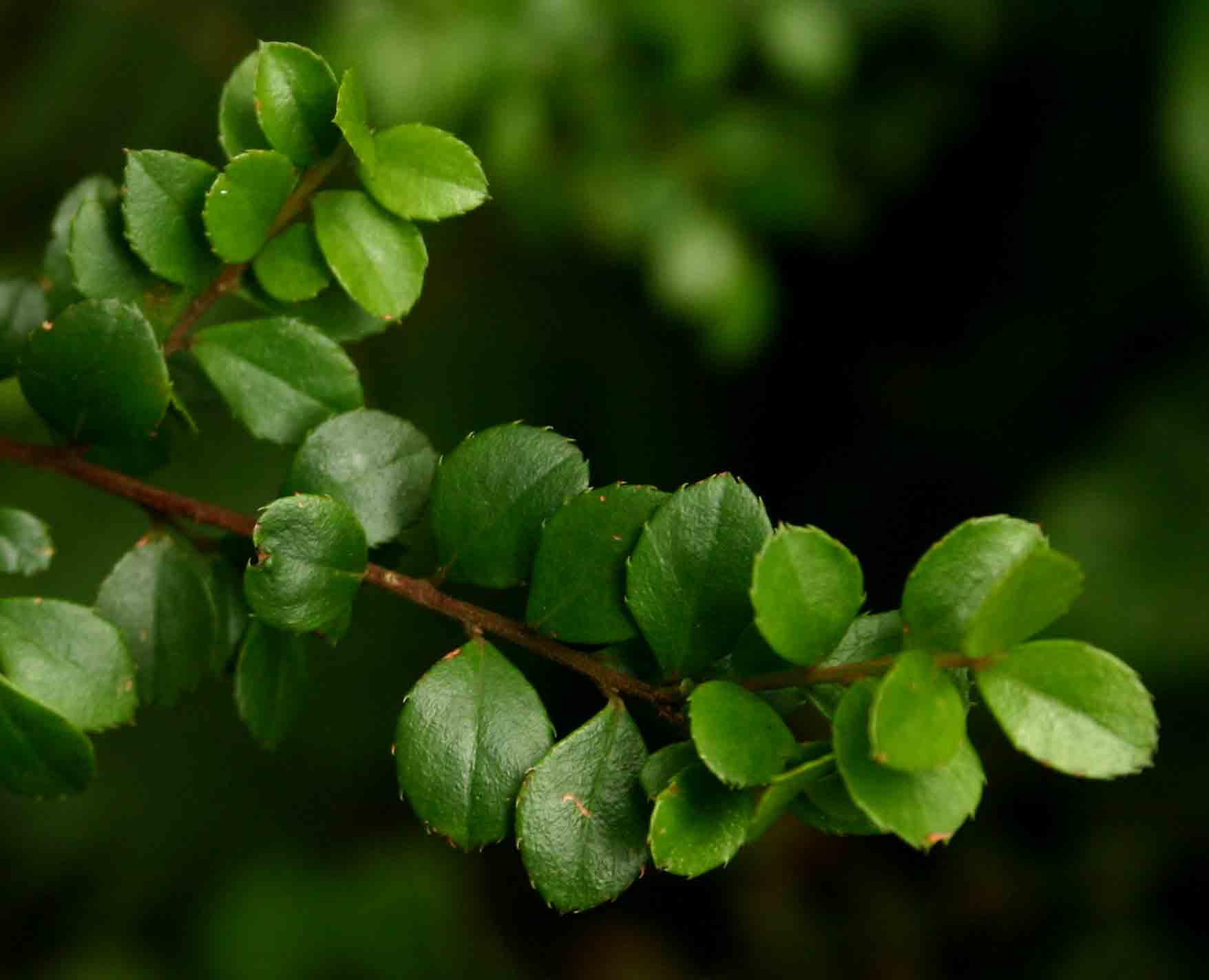 Myrsine africana Myrsine africana