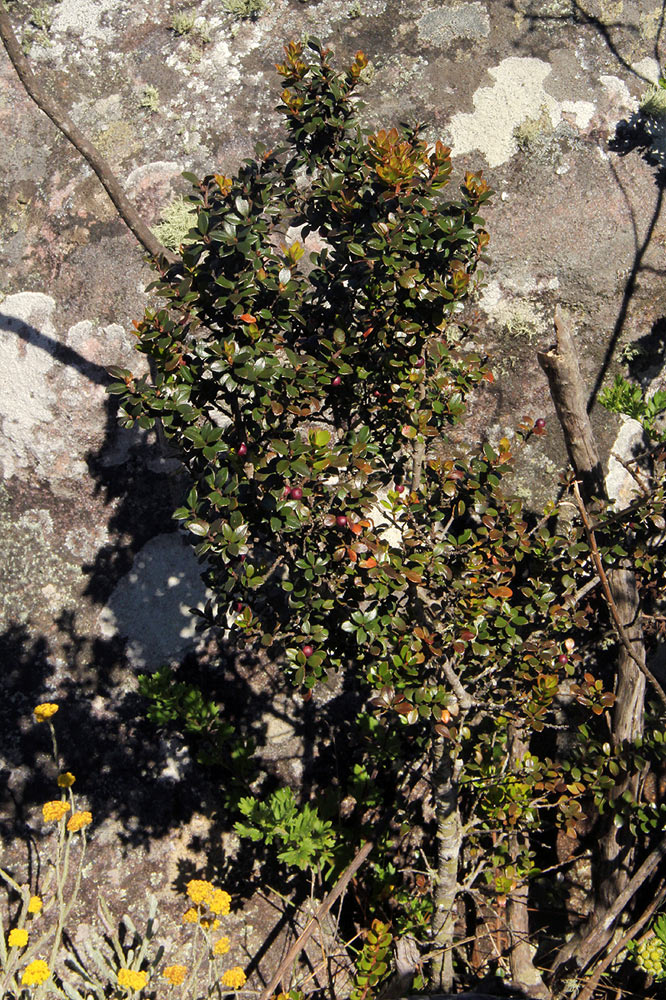 Myrsine africana Myrsine africana