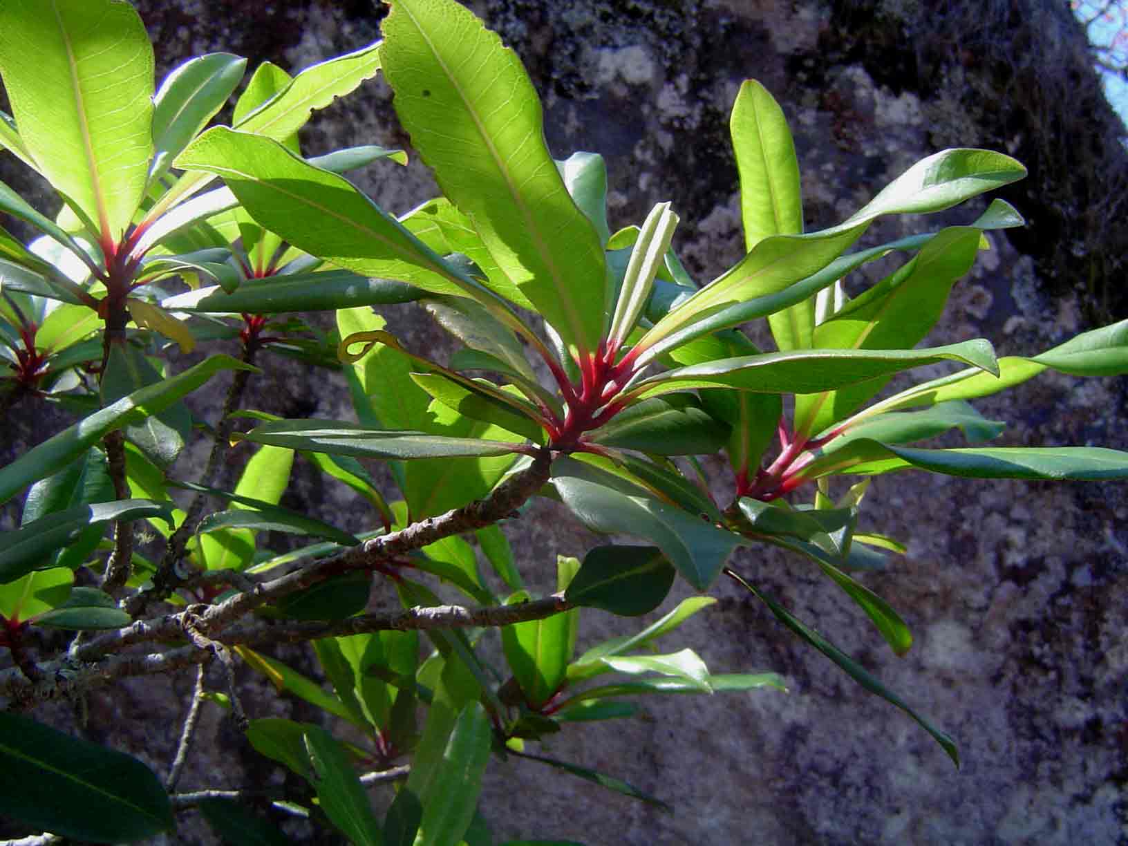 Rapanea melanophloeos Rapanea melanophloeos