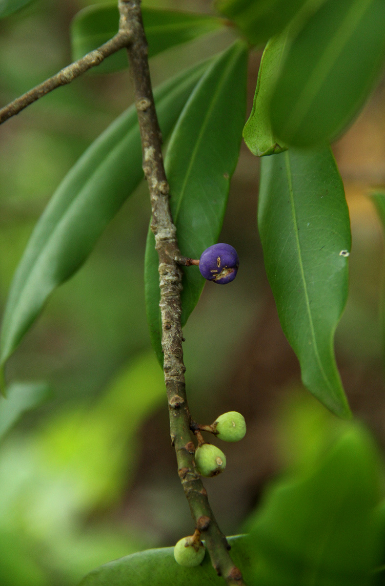 Rapanea melanophloeos Rapanea melanophloeos