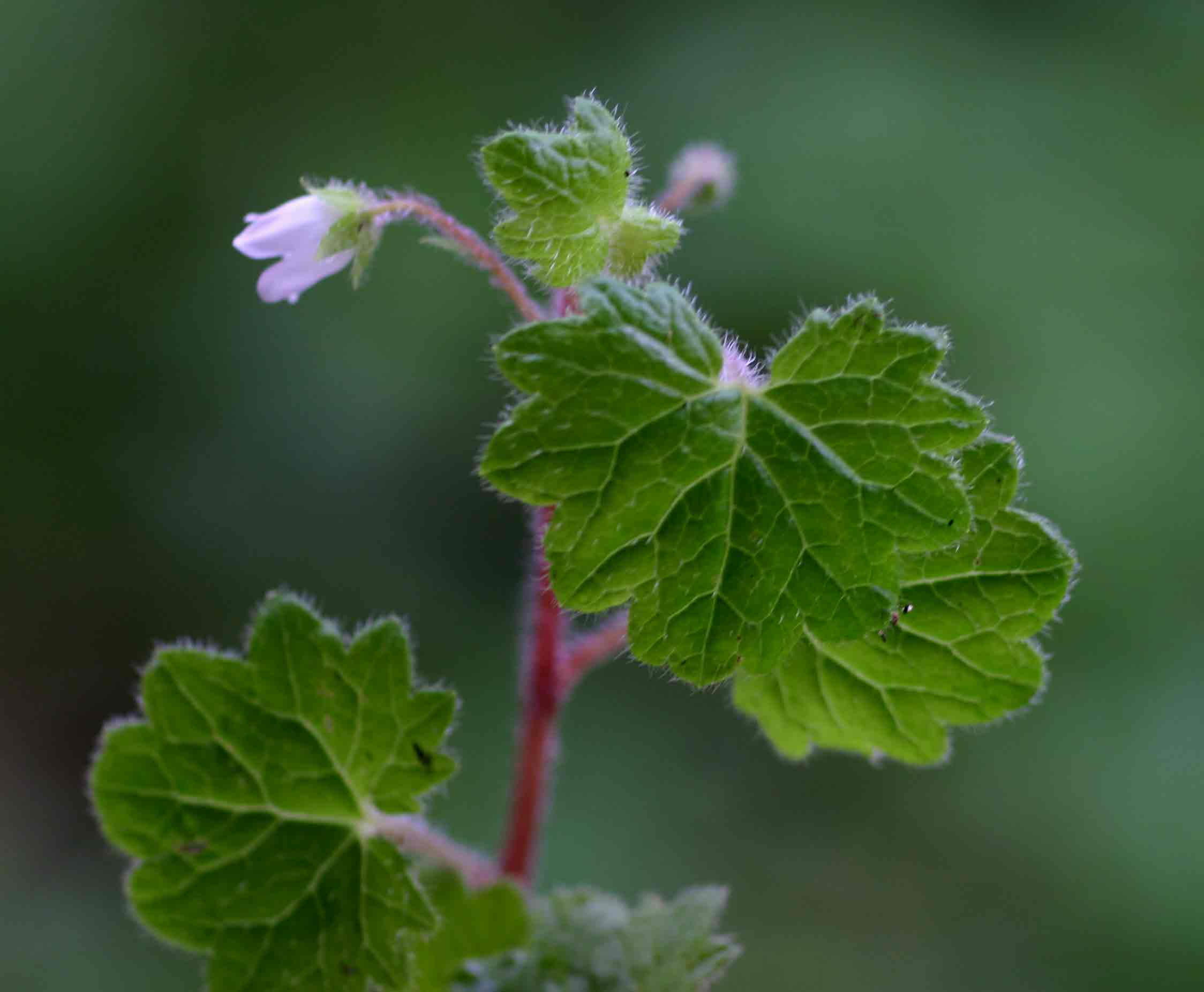 Ardisiandra wettsteinii Ardisiandra wettsteinii
