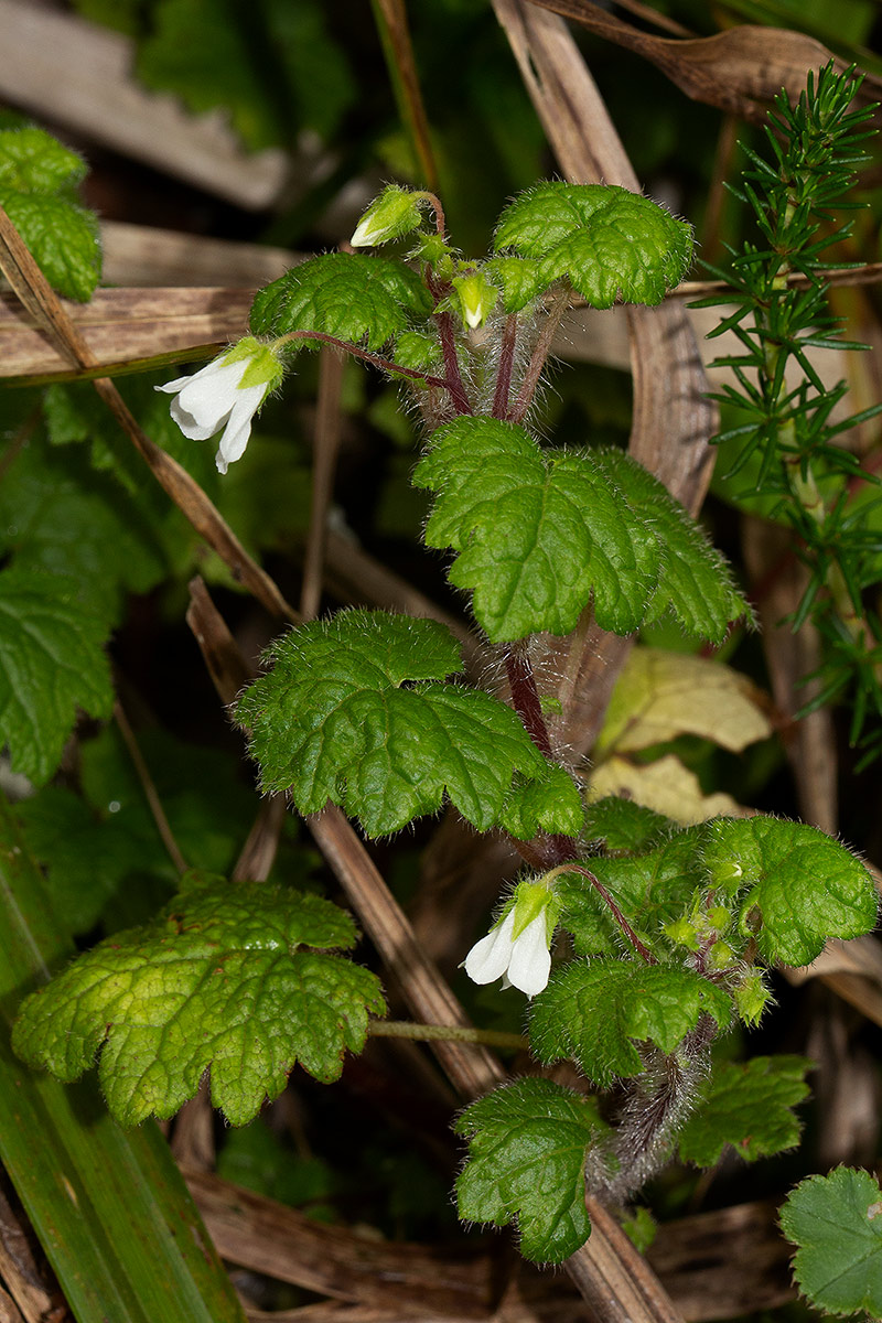 Ardisiandra wettsteinii Ardisiandra wettsteinii