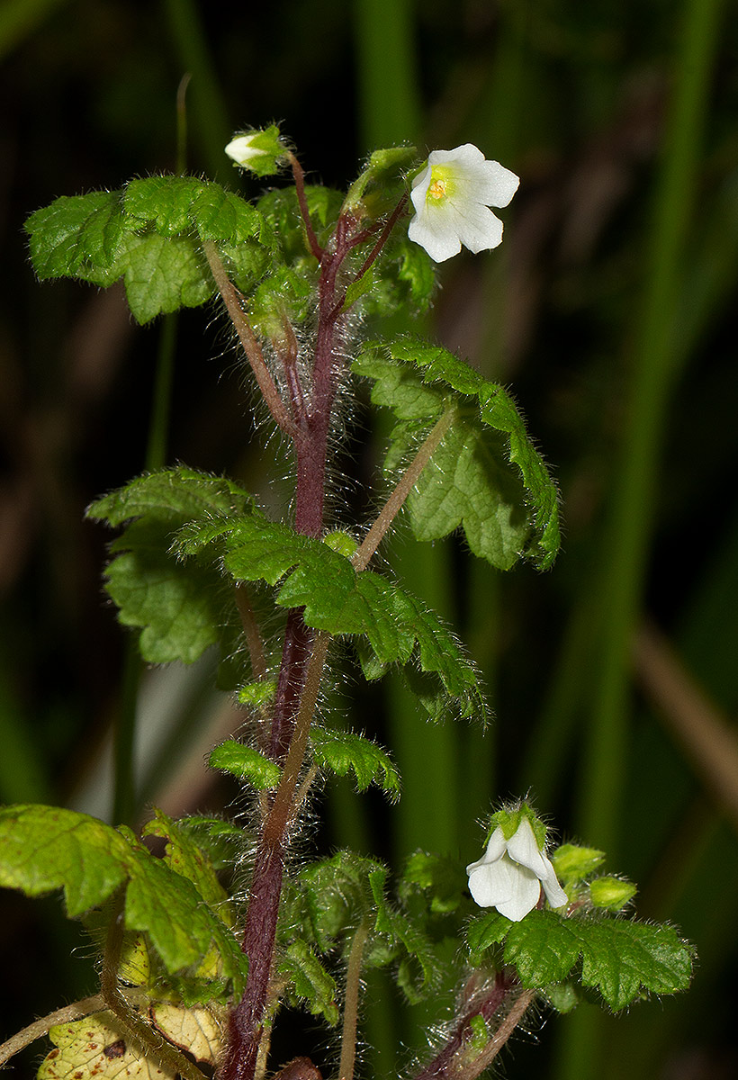 Ardisiandra wettsteinii Ardisiandra wettsteinii