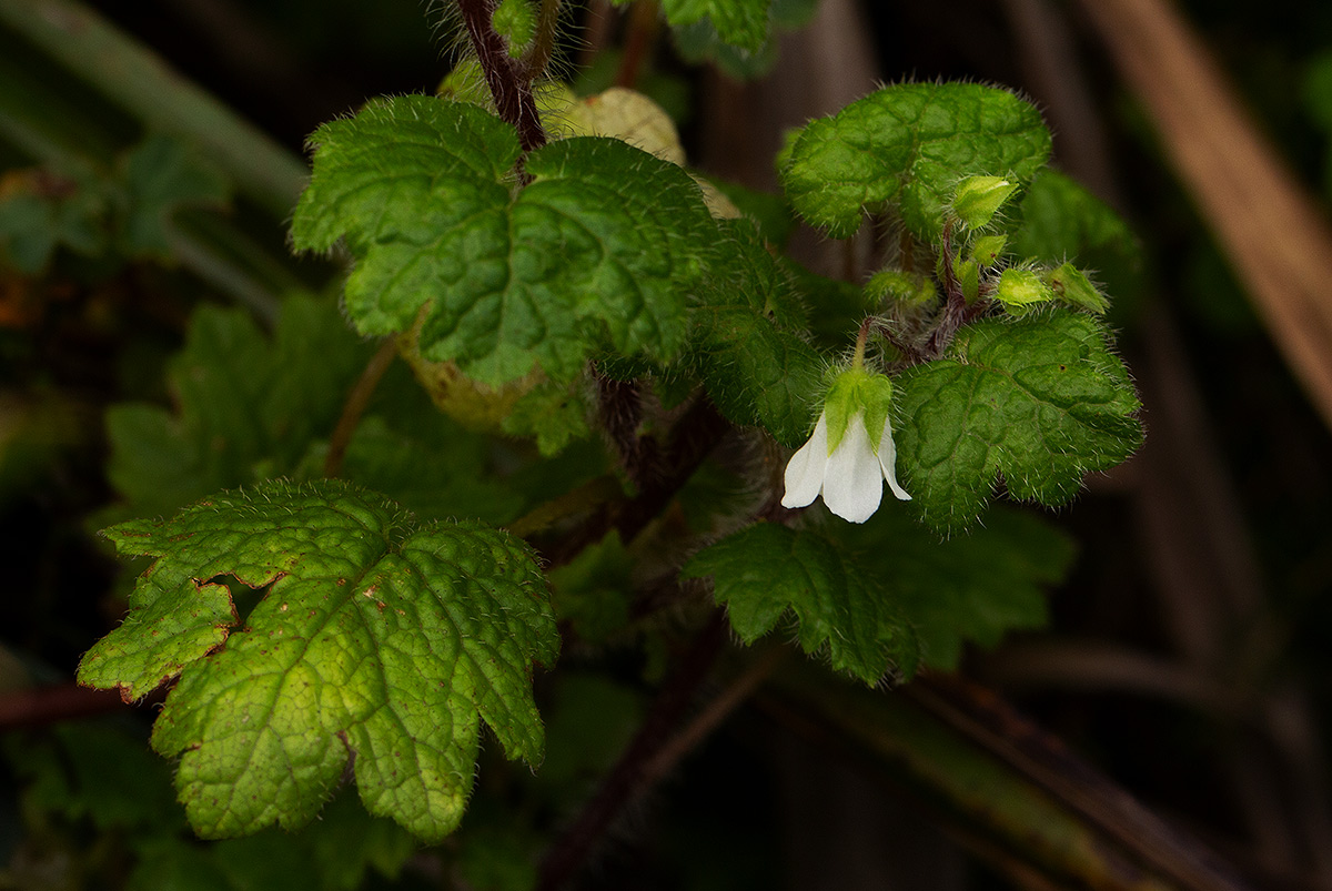 Ardisiandra wettsteinii Ardisiandra wettsteinii