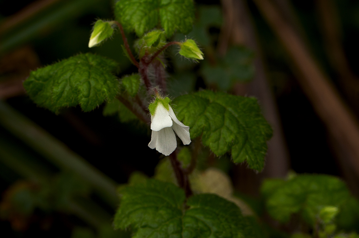 Ardisiandra wettsteinii Ardisiandra wettsteinii
