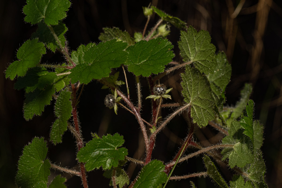 Ardisiandra wettsteinii Ardisiandra wettsteinii