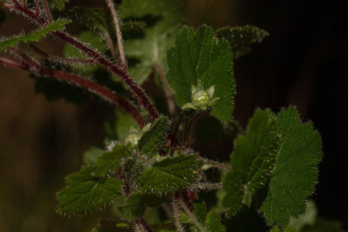 Ardisiandra wettsteinii Ardisiandra wettsteinii