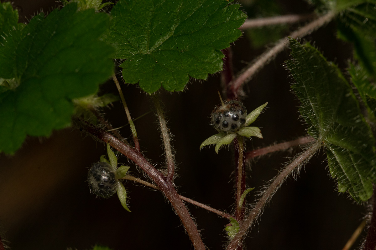 Ardisiandra wettsteinii Ardisiandra wettsteinii