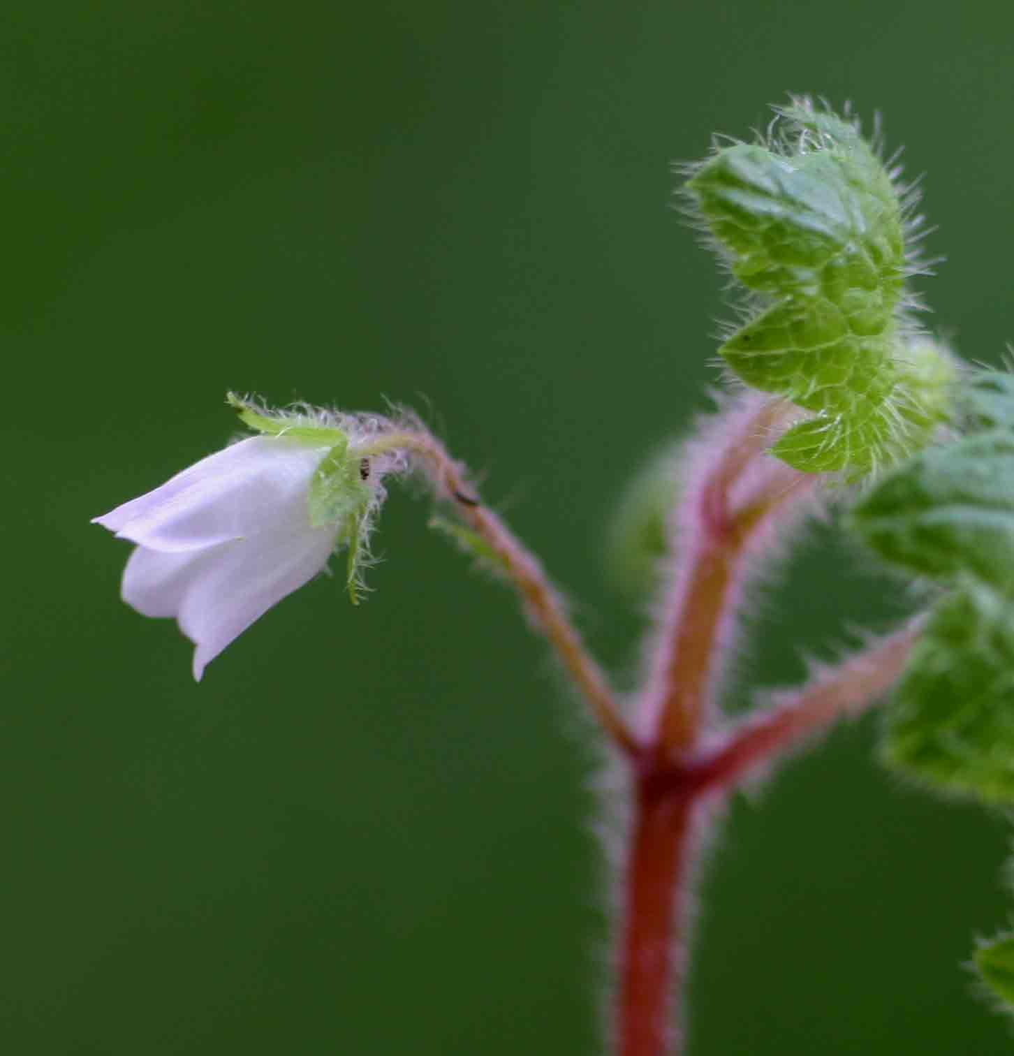 Ardisiandra wettsteinii Ardisiandra wettsteinii