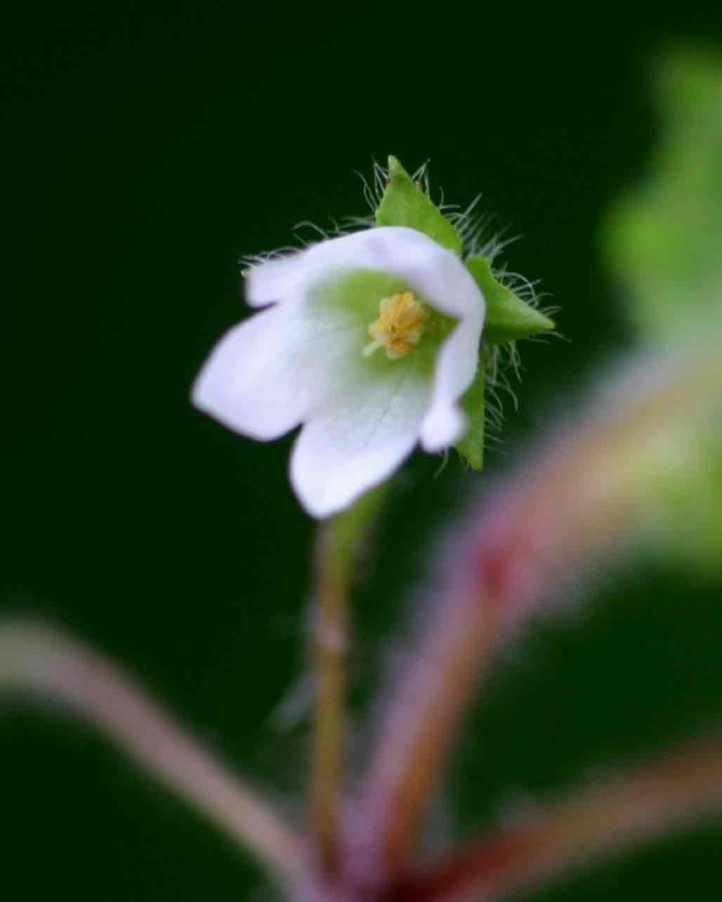 Ardisiandra wettsteinii Ardisiandra wettsteinii