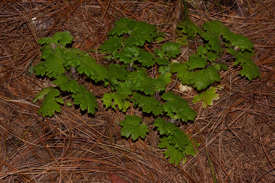 Ardisiandra wettsteinii Ardisiandra wettsteinii