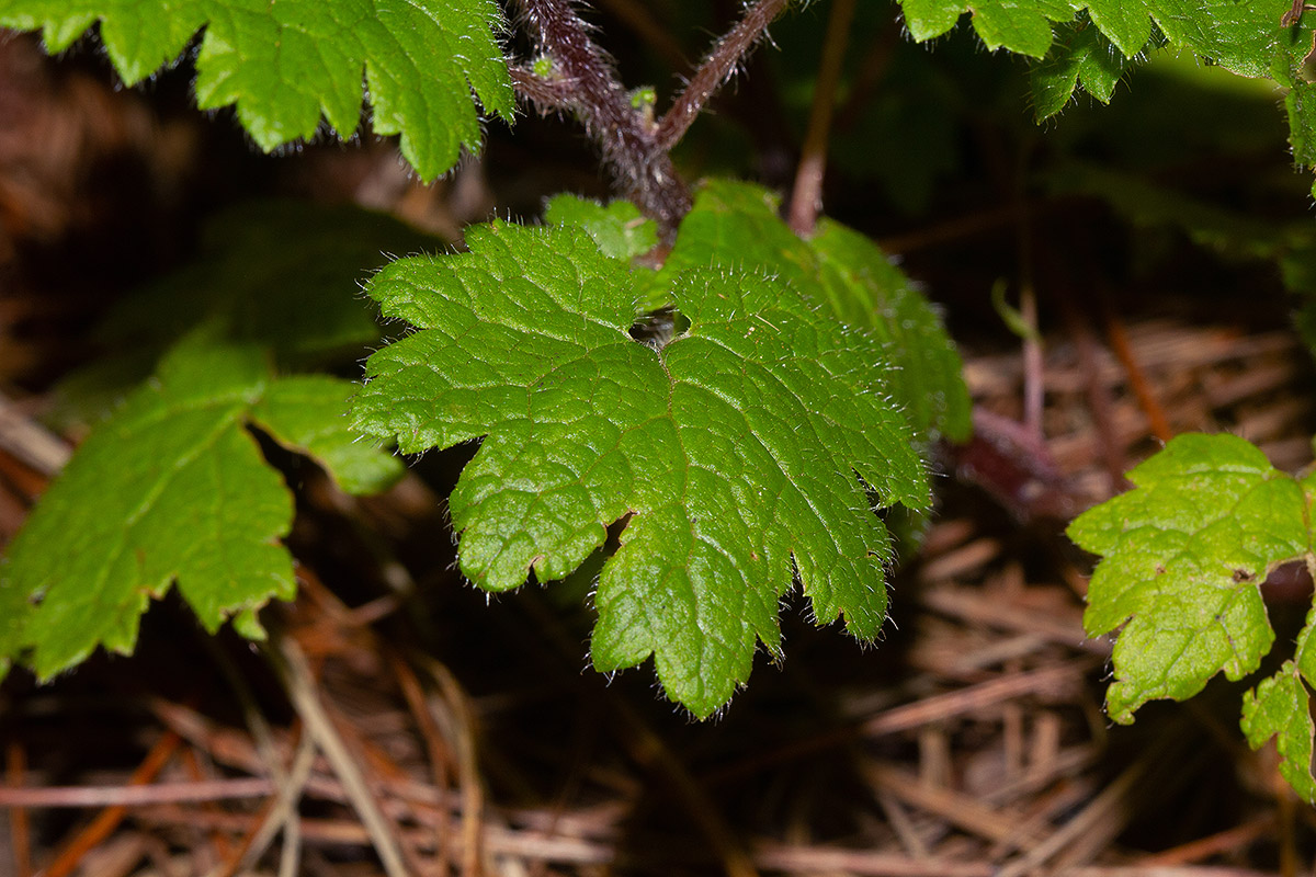 Ardisiandra wettsteinii Ardisiandra wettsteinii